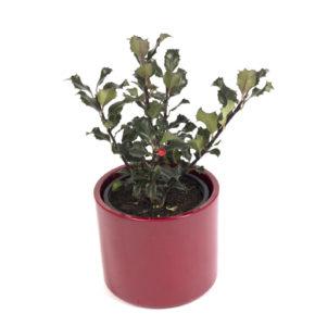 1 Kit Ilex aquifolium vaso Era 13x15 Vermelho scaled e1606499849462 290x300 1