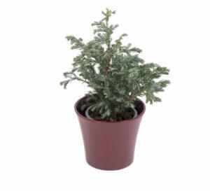 1 kit Juniperus Chinensis Stricta Vaso Flare Bordeaux scaled e1606500088851