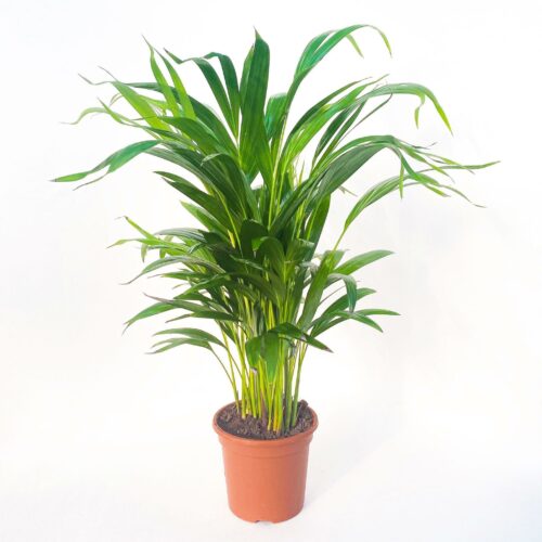Palmeira Areca - Dypsis lutescens
