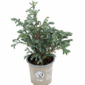 Juniperus Chinensis Stricta scaled 1
