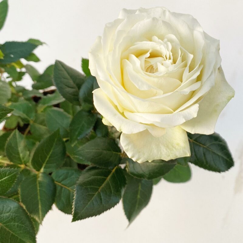 Rosa beau flor branca