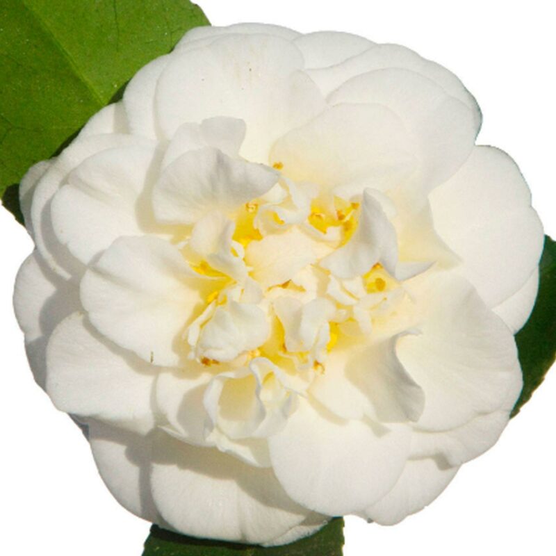 comprar-camellia-branca