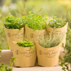 aromaticas viplant scaled 1