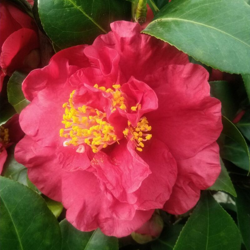 camelia garden