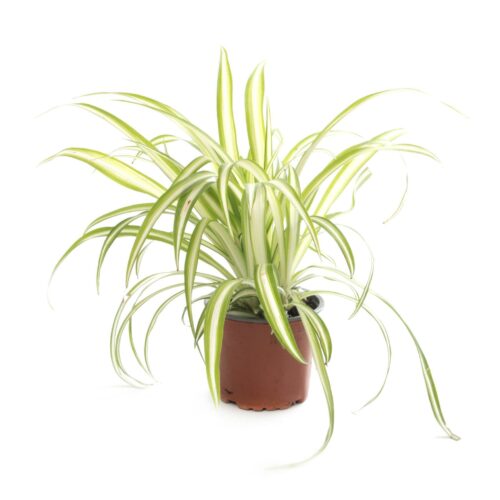 planta aranha Chlorophytum comosum Variegatum