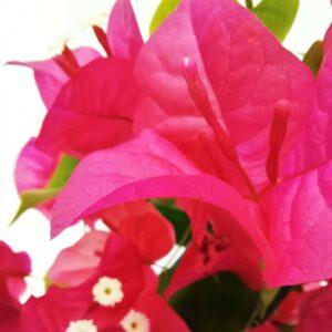 detalhe bougainvillea rosa viplant 1