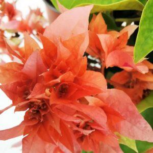 detalhe folha dobrada bougainvillea laranja viplant