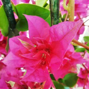 detalhe folha dobrada bougainvillea rosa viplant