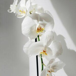 orquidea branca