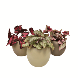begonias em vaso decorativo conjunto