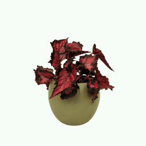 begonias em vaso decorativo conjunto2 1