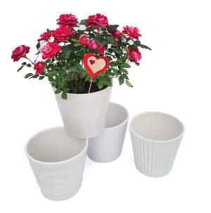 roseira bicolor em vaso ceramica br scaled