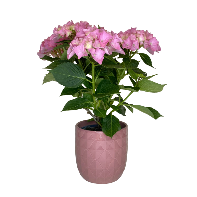 Hydrangea vaso